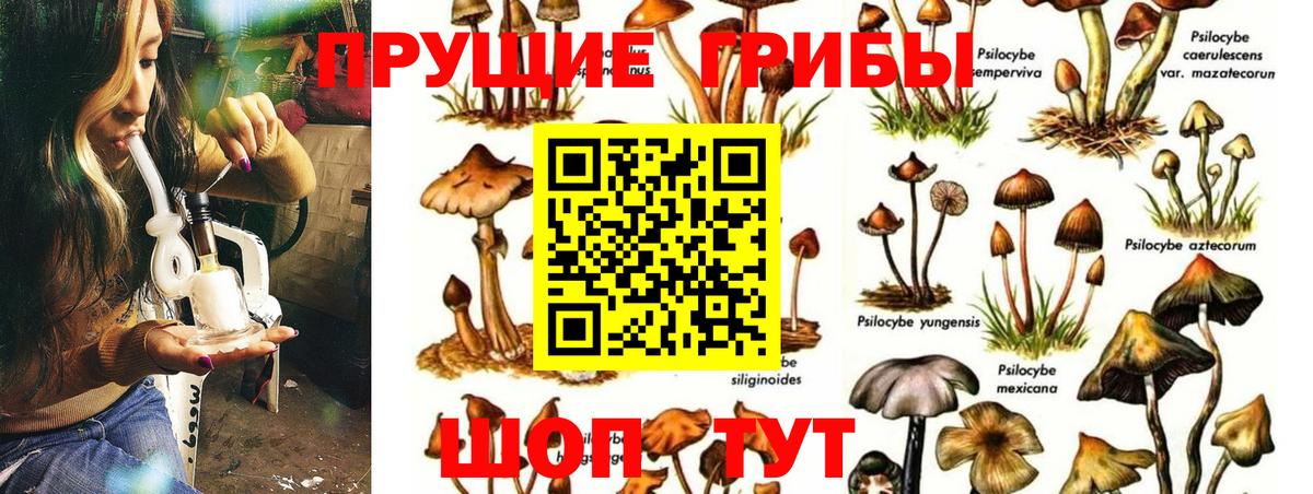 Галлюциногенные грибы Psilocybine cubensis Чапаевск